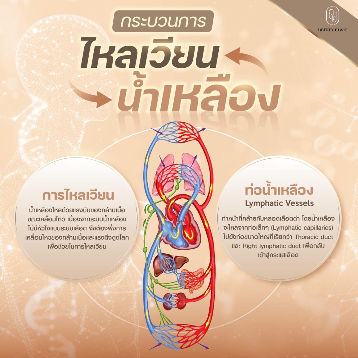 ฝังเข็ม กระตุ้นการไหลเวียนภายใน